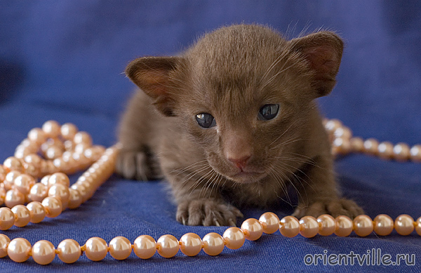 Ориентвиль'с Аврора. 3 недели