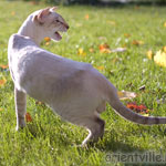 Кеша, 1 год 3 мес