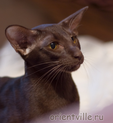 Orientville's Aurora. 1 год 3 месяца