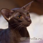 Orientville's Aurora. 1 год 3 месяца