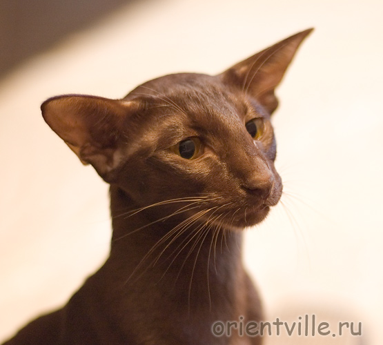 Orientville's Aurora. 1 год 3 месяца