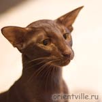 Аврора, 1,5 года