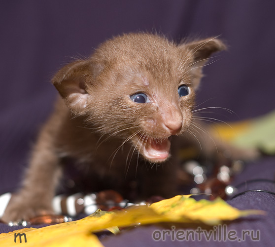 Ориентальный котенок, гавана. Мальчик
