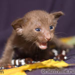 Ориентальный шоколадный котенок