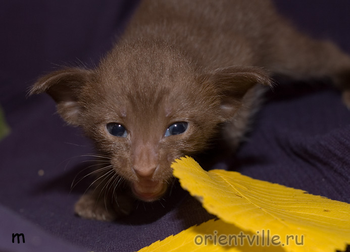 Ориентальный котенок, гавана. Мальчик