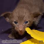 Ориентальный шоколадный котенок. Гавана