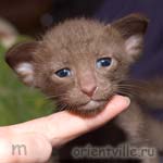 Ориентальный котенок, гавана. Мальчик