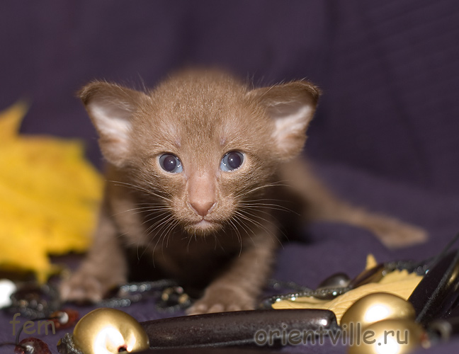 Ориентальный котенок, гавана. Девочка1
