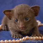 Ориентвиль'с Аврора. 3 недели