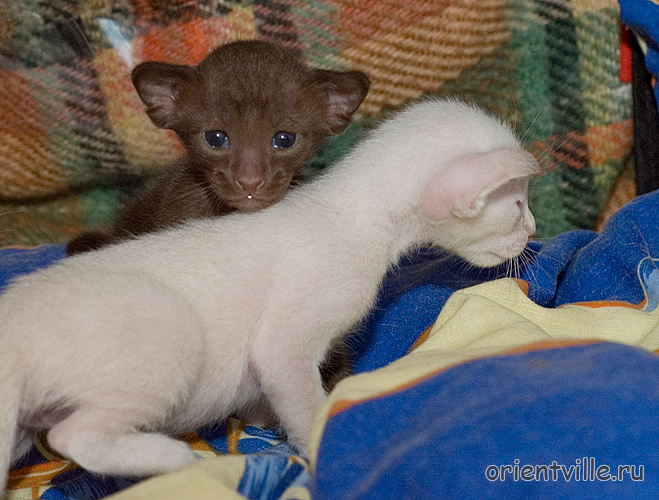 Аврора и Акела. 3 недели