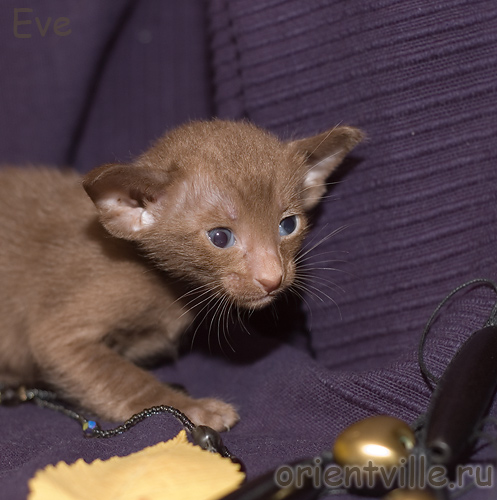 Ориентальный котенок, гавана. Девочка2
