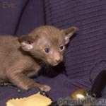 Ориентальный шоколадный котенок. Гавана