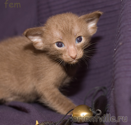 Ориентальный котенок, гавана. Девочка1