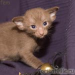 Ориентальный шоколадный котенок. Гавана