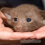 Ориентальный котенок, гавана. Девочка1