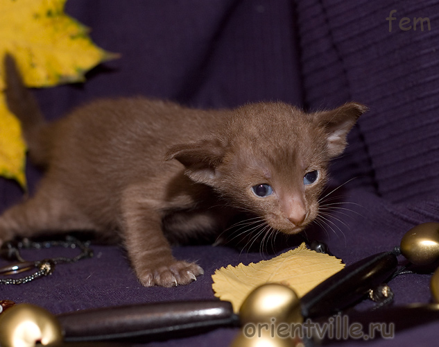 Ориентальный котенок, гавана. Девочка2