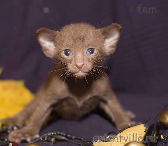 Ориентальный котенок, гавана. Девочка2