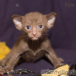 Ориентальный котенок, гавана. Девочка2
