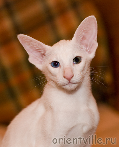 Orientville's Duncan MacLeod