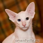 Orientville's Duncan MacLeod