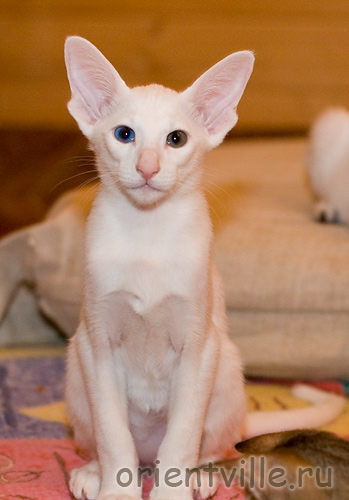 Orientville's Duncan MacLeod