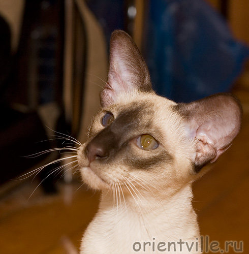 Orientville's Asterix