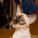 Orientville's Asterix