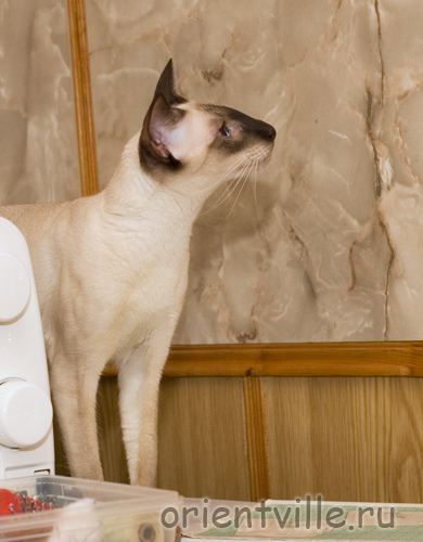 Orientville's Asterix