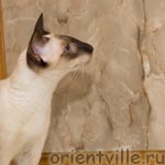 Orientville's Asterix