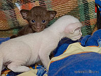 Аврора и Акела. 3 недели