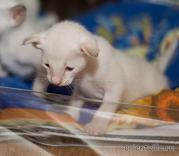 Акела. 3 недели