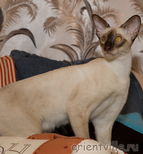 Orientville's Asterix