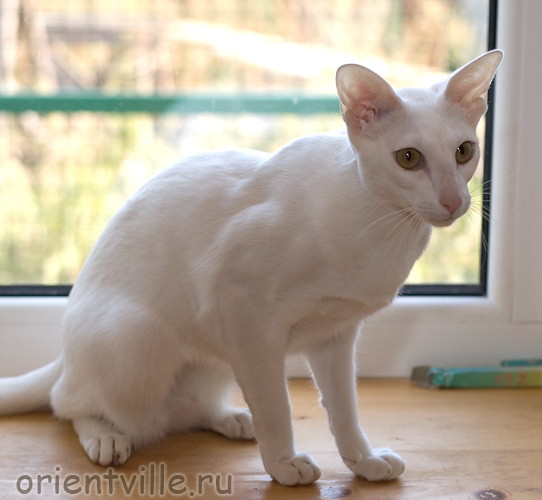 Orientville's Belinda Maze. 1 год