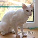 Orientville's Belinda Maze. 1 год