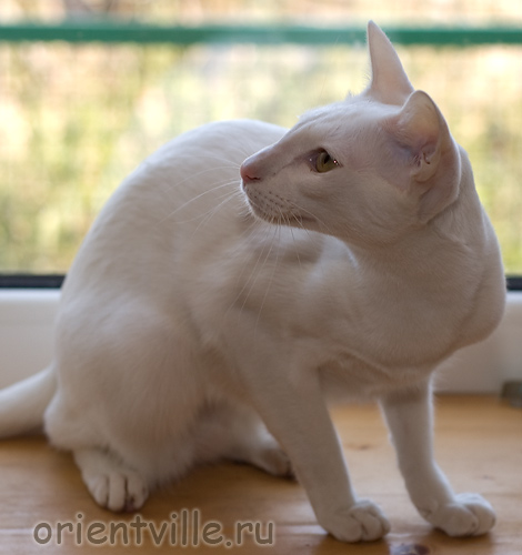 Orientville's Belinda Maze. 1 год