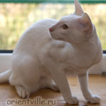 Orientville's Belinda Maze. 1 год