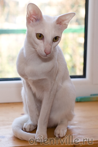 Orientville's Belinda Maze. 1 год