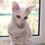 Orientville's Belinda Maze. 1 год