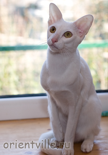 Orientville's Belinda Maze. 1 год