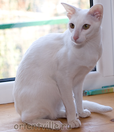 Orientville's Belinda Maze. 1 год