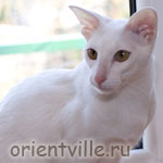 Orientville's Belinda Maze. 1 год