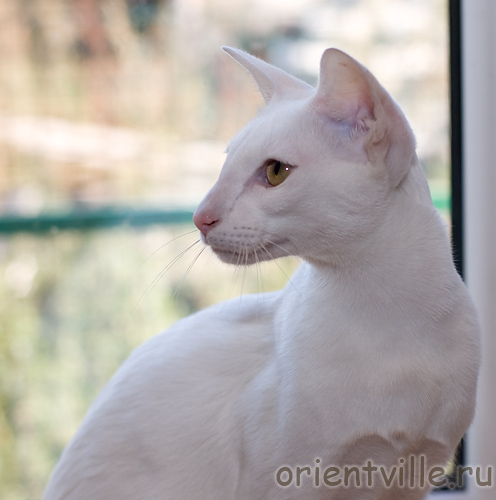 Orientville's Belinda Maze. 1 год