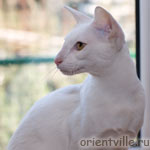 Ориентальный котенок