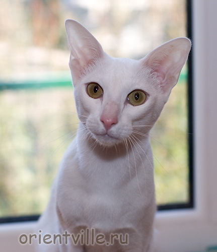 Orientville's Belinda Maze. 1 год