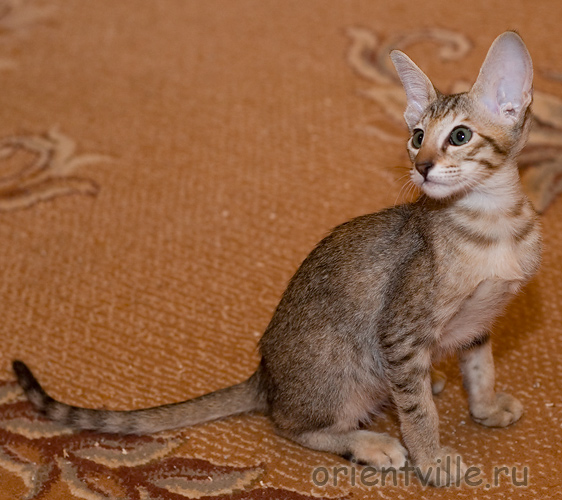 Orientville's Dulsineya