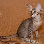 Orientville's Dulsineya