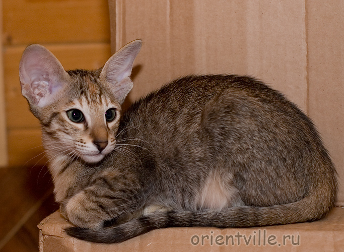 Orientville's Dylan Sanders