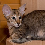 Orientville's Dylan Sanders