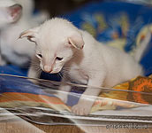 Акела. 3 недели