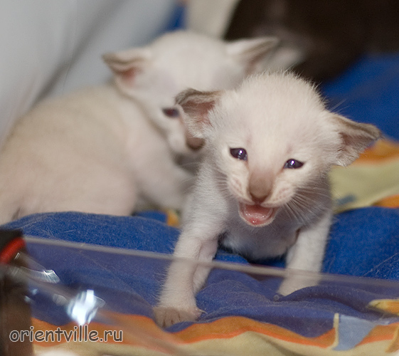 Orientville's Accoona_Matata